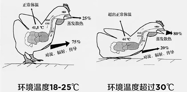 《夏日炎炎，如何為動物防暑、降溫》